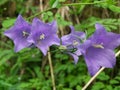 Purple Campanulaceae flowers in perspective with soft lighting