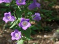 Purple Campanulaceae flowers with soft sun light and shadow