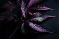 Purple cannabis leaf on a dark background. Neural network AI generated