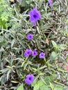 Purple cannabis plant blooms in summer in the morning. Royalty Free Stock Photo