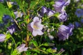 Purple canterbury bells flowers, landscape