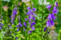 Purple canterbury bells flowers, landscape. Beautiful field of wildflowers on a summer day. Royalty Free Stock Photo