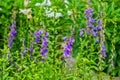 Purple canterbury bells flowers, landscape. Purple bells on a background of green leaves Royalty Free Stock Photo