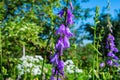 Purple canterbury bells flowers, landscape. Purple bells on a background of green Royalty Free Stock Photo