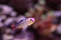 Purple cap firefish, Nemateleotris decora,