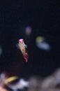 Purple cap firefish, Nemateleotris decora