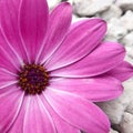 A purple Cape Marguerite flower in closeup view Royalty Free Stock Photo