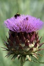 Purple cardoon flower