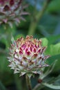 Purple cardoon flower bud in close up Royalty Free Stock Photo