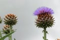 Purple cardoon flower bud in close up Royalty Free Stock Photo