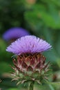 Purple cardoon flower in close up Royalty Free Stock Photo