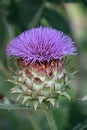 Purple cardoon flower in close up Royalty Free Stock Photo