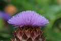 Purple cardoon flower in close up Royalty Free Stock Photo