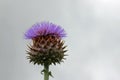 Purple cardoon flower in close up Royalty Free Stock Photo