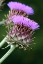 Purple cardoon flowers Royalty Free Stock Photo