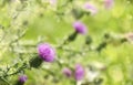 A purple Carduus Acanthoide flower. Plumeless thistles in bloom. Summer nature background with blossom flowers