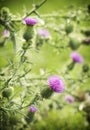 A purple Carduus Acanthoide flower. Plumeless thistles in bloom. Summer nature background with blossom flowers