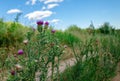 Purple carduus flower