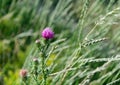 Purple Carduus flower on a background of green leaves