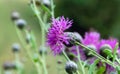 Purple Carduus flower on a background of green leaves