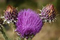 Purple Carduus marianus flower