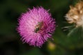 Purple carduus or thistle flower with bee collecting nectar, soft focused close up shot