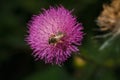 Purple carduus or thistle flower with bee collecting nectar, soft focused close up shot