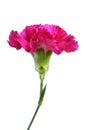 A purple carnation Royalty Free Stock Photo