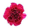 Purple carnation Royalty Free Stock Photo