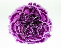 Purple Carnation Close-up