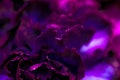 Purple carnation flower in bloom, abstract floral blossom art background, flowers in spring nature for perfume scent, wedding,