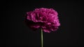 purple carnation flower isolated on black background, close up