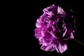 Purple Carnation flower