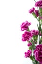 Purple carnation flowers over white background