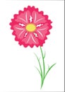 Illustration of a garden purple-pink single carnation with white background card