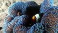 Purple carpet anemone Stichodactyla gigantea, clown fish, Indonesia.