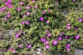 Purple carpet, Purple iceplant, Drosanthemum floribundum