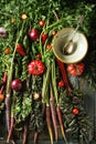 Purple carrot with vegetables