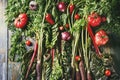 Purple carrot with vegetables