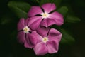 Purple Catharanthus roseus in black background, flower, top view