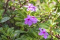 Purple Catharanthus roseus flowers.