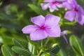 Purple Catharanthus roseus flowers.