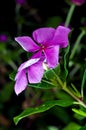 Purple Catharanthus roseus (Madagascar periwinkle) Royalty Free Stock Photo