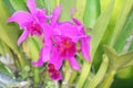 Purple Catleya Orchids Royalty Free Stock Photo