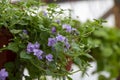 Purple catmint plant flowers Nepeta faassenii catmint, faassen's catmint in the garden. Catmint flower in a pot for Royalty Free Stock Photo