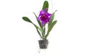 Purple Cattleya orchid flower bloom hanging in black plastic pot in the garden isolated on white background. Royalty Free Stock Photo