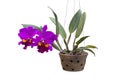 Purple Cattleya orchid flower bloom hanging in pot in the garden isolated on white background. Royalty Free Stock Photo