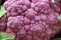 Purple cauliflower Royalty Free Stock Photo