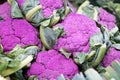 Purple cauliflower background, head of fresh cabbage at farmers market Royalty Free Stock Photo