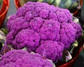 Purple cauliflower, botanically classified as Brassica oleracea var. botrytis,